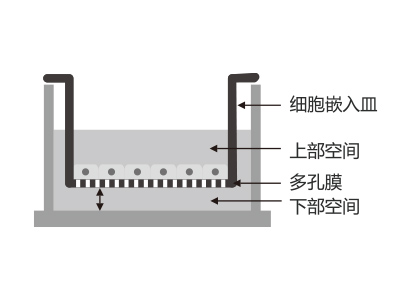 懸掛式設(shè)計(jì)，嵌入皿移細(xì)胞嵌入皿移動(dòng)時(shí)單層細(xì)胞不受影響上部空間 ，還能防止培養(yǎng)液通過(guò)中毛細(xì)作用流失